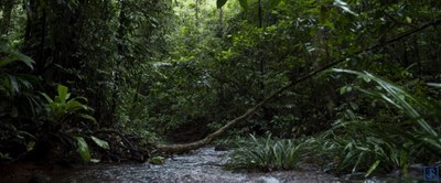 2024   Forêt d'Amazonie   Etienne Druon